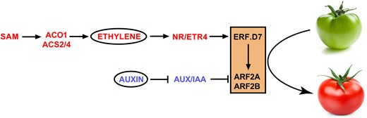A general regulatory model depicting the role of SlERF.D7 in controlling tomato fruit ripening. SlERF.D7 functions in ethylene and auxin-dependent manner and directly activates the transcription of SlARF2A and SlARF2B. Thus, down-regulation of SlERF.D7 leads to severe impairment of ARF2 orthologs and causes a delayed fruit ripening phenotype. On the contrary, OE of SlERF.D7 promotes ripening traits by directly activating ARF2 orthologs. Further functional and physiological dissection reveals a positive connection between the mode of action of ARF2 orthologs and fruit ripening process. Taken together, SlERF.D7 emerges as an integrator of ethylene and auxin biosynthesis and signaling pathways, which work synergistically with SlARF2A or with both SlARF2A and SlARF2B to achieve the competency of the fruits to ripen. SAM, S-adenosyl methionine; NR, never-ripe; ETR4, ethylene receptor4; and AUX/IAA, auxin/indole-3-acetic acid.