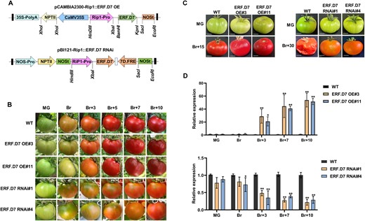 Morphological and molecular characterization of SlERF.D7 OE and RNAi lines. A, Vector diagram of pCAMBIA2300-Rip1::SlERF.D7 OE (over-expression) and pBI121-Rip1::SlERF.D7 RNAi (silencing) construct. B, Phenotypic analysis of WT, SlERF.D7 OE, and RNAi line fruits at MG, Br, 3-day after Br (Br+3), 5-day after Br (Br+5), and 7-day after Br (Br+7). C, Off-vine phenotypic assessment of WT, SlERF.D7 OE, and RNAi line fruits harvested at the MG stage and photographed till the first sign of shriveling appears, 15-day post Br (Br+15) in SlERF.D7 OE lines, and 30-day post Br (Br+30) in SlERF.D7 RNAi line. D, Transcript levels of SlERF.D7 in WT, OE, and RNAi transgenic fruit analyzed at MG, Br, 3-day after Br (Br+3), 7-day after Br (Br+7), and 10-day after Br (Br+10) by RT-qPCR with Actin gene as an internal control. Error bars mean±sd of three biological replicates. Asterisks indicate the statistical significance using Student’s t test: *, 0.01 < P-value < 0.05; **, 0.001 < P-value < 0.01.