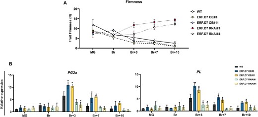 Modulations in levels of fruit firmness in SlERF.D7 OE and RNAi fruits. A, Fruit firmness analysis in WT, SlERF.D7 OE, and RNAi line fruits at different stages of ripening, with fruits being harvested at MG stage. A total of 15 fruits were used for each measurement, and the values shown are the means ±sd. B, RT-qPCR analysis of polygalacturonase gene (SlPG2A) and PL (SlPL) at MG, Br, 3-day after Br (Br+3), 7-day after Br (Br+7), and 10-day after Br (Br+10) in SlERF.D7 OE, RNAi, and WT fruits. GAPDH and Actin were used as the internal controls. The error bars represent ±sd of three biological replicates. Asterisks indicate the statistical significance using Student’s t test: *, 0.01 < P-value < 0.05; **, 0.001 < P-value < 0.01.