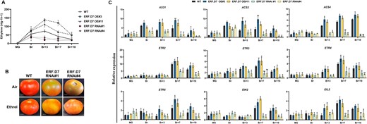 Alterations in ethylene biosynthesis and perception in SlERF.D7 transgenic fruits. A, Ethylene production of WT and SlERF.D7 OE and RNAi fruits assessed at MG, Br, 3-day after Br (Br+3), 7-day after Br (Br+7), and 10-day after Br (Br+10) stages. Values represent the means of at least five individual fruits. The error bars represent ±sd of three biological replicates. B, Exogenous ethylene treatment on WT and SlERF.D7 RNAi fruit. MG fruits from WT and SlERF.D7 RNAi lines were injected with a buffer solution containing 10 mM MES, pH 5.6, sorbitol (3% w/v), and 100 µM ethrel (2-chloroethylphosphonic acid, 40% solution, SRL Diagnostics). After the treatment, fruits were incubated in a culture room at 26°C, under a 16-h light/8-h dark cycle with a light intensity of 100 μmol m−2 s−1 and photographed after 7 days. C, RT-qPCR analysis of ethylene biosynthesis and perception pathway genes at MG, Br, 3-day after Br (Br+3), 7-day after Br (Br+7), and 10-day after Br (Br+10) in SlERF.D7 OE, SlERF.D7 RNAi, and WT fruits with Actin gene as an internal control. Error bars represent ±sd of three biological replicates. Asterisks indicate the statistical significance using Student’s t test: *, 0.01 < P-value < 0.05; **, 0.001 < P-value < 0.01. ACO1, aminocyclopropane-1-carboxylic acid oxidase 1; ACS2 and ACS4, aminocyclopropane-1-carboxylic acid synthases; ETR2, ETR3, ETR4, and ETR5, ethylene receptors; EIN2, ethylene signaling protein; and EIL2, protein.