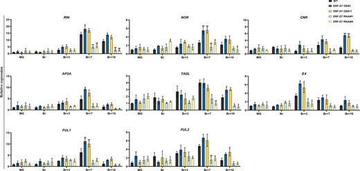 Transcript profiling of key ripening regulator genes in WT and SlERF.D7 OE and RNAi tomato lines during fruit ripening. Total RNA was extracted from MG, Br, 3-day after Br (Br + 3), 7-day after Br (Br + 7), and 10-day after Br (Br + 10) stages of SlERF.D7 OE, SlERF.D7 RNAi, and WT fruits. The relative mRNA levels of each gene were normalized using the Actin gene as an internal control. Error bars represent ±sd of three biological replicates. Asterisks indicate the statistical significance using Student’s t test: *, 0.01 < P-value < 0.05; **, 0.001 < P-value < 0.01. NOR, non-ripening; CNR, colorless non-ripening; AP2a, APETALA2/ERF gene; TAGL1, tomato AGAMOUS-LIKE 1; E4, ethylene-responsive and ripening regulated genes; FUL1 and FUL2, fruitful MADS-box transcription factor homologs.