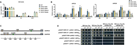 Altered auxin levels and ARF2 orthologs transcription in SlERF.D7 transgenic fruits. A, Determination of IAA levels during fruit ripening in WT, SlERF.D7 OE, and RNAi line fruits at MG, Br, and 7-day post Br (Br + 10) stages. Error bars represent ±sd of three biological replicates. Asterisks indicate the statistical significance using Student’s t test: *, 0.01 < P-value < 0.05; **, 0.001 < P-value < 0.01. B, Expression profiling of SlARF2 orthologs, SlARF2A and SlARF2B in transgenic fruits of SlERF.D7 OE and RNAi lines during different fruit maturation stages, MG, Br, 3-day after Br (Br+3), 7-day after Br (Br+7), and 10-day after Br (Br+10). The relative mRNA levels of both the genes were normalized using Actin and GAPDH genes as an internal control. Error bars represent ±sd of three biological replicates. Asterisks indicate the statistical significance using Student’s t test: *, 0.01 < P-value < 0.05; **, 0.001 < P-value < 0.01. C, Analysis of putative ethylene and auxin-responsive cis-elements in the 2.5-kb promoter region of SlARF2A and SlARF2B genes. D, Y1H analysis of binding of SlERF.D7 protein to putative ethylene-responsive elements in the promoter regions of SlARF2A and SlARF2B genes displaying growth performance of transformants on SD/−Leu−/Trp/−His medium containing 50 mM 3-AT. Binding of RIN to the promoter of SlACS2 gene-: positive control, binding of SlERF.D7 to the promoter of SlARF3 gene-: negative control.