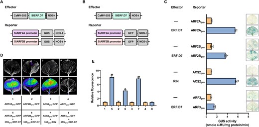 In vivo transactivation of SlARF2 promoters by SlERF.D7. A and B, Schematic diagrams of the reporter and effector constructs. The GUS and GFP reporter plasmids contain the promoters of SlARF2A and SlARF2B. The effector plasmids contain the SlERF.D7 CDS under the control of the CaMV35S promoter. C, Confirmation of the activation of SlARF2A and SlARF2B promoters by SlERF.D7 via the GUS complementation assay in N. benthamiana leaves. GUS assay was performed after 48 h of infiltration. GUS activity is expressed in nmole 4-methylumelliferone mg−1 protein min−1. Activation of the SlACS2 promoter by RIN-: positive control, Activation of the SlARF3 promoter by SlERF.D7-: negative control. Error bars represent ±sd of three biological replicates. Asterisks indicate the statistical significance using Student’s t test: *, 0.01 < P-value < 0.05; **, 0.001 < P-value < 0.01. D and E, Transient expression assay shows that SlERF.D7 activates the expression of the GFP reporter gene. The bottom panel indicates the combination of reporter and effector plasmids infiltrated. The GFP reporter gene is driven by ARF2A and ARF2B promoters. Representative images of N. benthamiana leaves 48 h after infiltration captured via NightSHADE Plant Imaging System are shown. Activation of the SlACS2 promoter by RIN-: positive control, activation of the SlARF3 promoter by SlERF.D7-: negative control. E, Quantitative analysis of fluorescence intensity in three independent determinations was assessed. Error bars represent ±sd of three biological replicates. Asterisks indicate the statistical significance using Student’s t test: *, 0.01 < P-value < 0.05; **, 0.001 < P-value < 0.01.