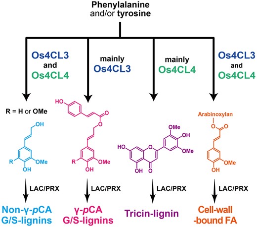 Genomeedited rice deficient in two 4COUMARATECOENZYME A LIGASE genes