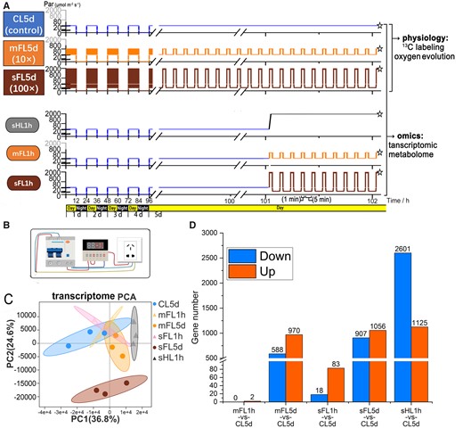 Experimental light regimes and transcriptomic responses. A, Profiles of light intensity for six different treatments (CL5d, mFL5d, sFL5d, sHL1h, mFL1h, and sFL1h). The sampling and freezing time points of six treatments are indicated by asterisks. Algae in groups of CL5d, mFL5d, and sFL5d was collected for experiments of 13C isotope labeling and oxygen evolution measurement (under two conditions: mild light fluctuation and severe light fluctuation). B, Schematic diagram of the circulating time relay circuit used to provide the high light source for light fluctuation. C, PCA of gene expression under different treatments. D, Bar graph showing upregulated or downregulated (fold change > 2, FDR < 0.05) gene numbers in treatments related to CL5d (control).