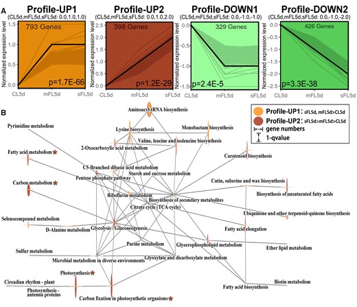 Profiles and network of pathways identified in trend analysis of CL5d–mFL5d–sFL5d (successively increasing light fluctuation intensity). A, Gene expression trend analysis in profile UP1, UP2, DOWN1, and DOWN2 (P < 0.05). The black line shows the trend, and the gray line shows normalized genes (details in Supplemental Table S3). P-value was marked at the bottom of the box. B, The network of top pathways from KEGG enrichment analysis of the profiles UP1 and UP2 in the trend analysis of CL5d–mFL5d–sFL5d. The mainly differential pathways between profiles UP1 and UP2 were marked with asterisk, which were analyzed and verified (Figures 3 and 4). The gray lines connect two connected pathways. Gene numbers and q-value were shown in Supplemental Table S2.