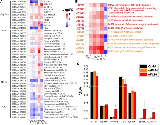 Changes in fatty acid synthesis and metabolism. Heat map showing levels of (A) metabolites and (B) corresponding biosynthesis genes. The genes with orange or red font were in profiles UP1 or UP2 in the trend analysis of CL5d–mFL5d–sFL5d. C, The MDV of tripalmitin (C16) after 5 days (CL5d, sFL5d, and mFL5d treatments) of cell incubation with NaH13CO3. The results are expressed as mean ± standard error (n = 3). Asterisk in boxes depicting statistical significance of differences based on P < 0.05 (Duncan) The filled color represents expression level with Log2FoldChange (related to CL5d).