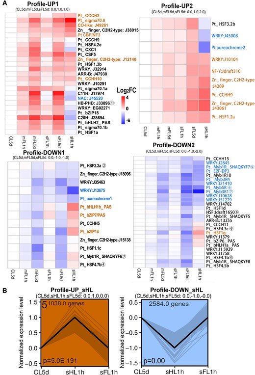 Gene expression of TFs in trend analysis. A, Heatmaps of TFs expression obtained in the trend analysis of CL5d–mFL5d–sFL5d grouped into profiles UP1, UP2, DOWN1, DOWN2. Color scale depicts Log2FoldChange (related to CL5d). TFs with target genes in photosynthesis-antenna proteins pathway (ko00196) in Figure 7 were marked with encircled numbers (① to ⑩). B, Expression trend of the CL5d–sHL1h–sFL1h trend analysis grouped into profiles UP_sHL or DOWN_sHL. The black line shows the trend, and the gray line shows normalized genes. P-value is marked at the bottom of the box. In the heatmaps (A), blue and brown fonts depict the TFs co-expressed with profiles UP_sHL or DOWN_sHL in the trend analysis of CL5d–sHL1h–sFL1h, while black fonts depict no co-expression.