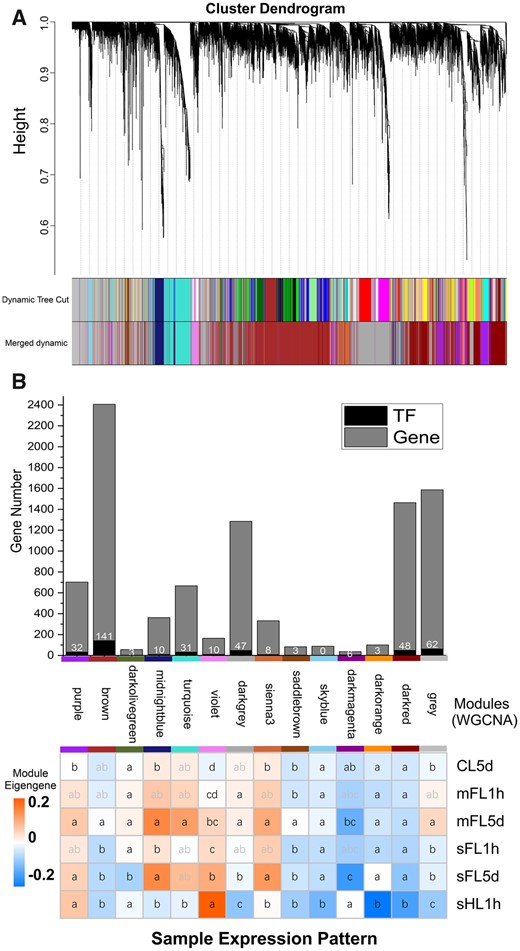 Co-expression of TFs and functional genes based on Weighted Gene co-expression Network Analysis. A, Hierarchical clustering dendrogram of genes derived from WGCNA. B, TFs and genes associated with important pathways or functions responding to light fluctuation, in which the bar chart (top) indicates number of DEGs mapped to the pathway shown whereas the heatmap (bottom) indicates expression pattern and significance levels (letters in boxes depicting statistical significance of differences based on P < 0.05. Numbers in the squares (top) depict count of TFs. KEGG pathway enrichment of co-expressed gene modules was showed in Supplemental Table S4, and the red color indicates significance levels (P < 0.05).