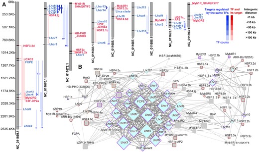TFs targeting to the genes of light-harvesting proteins. A, Gene locations in the chromosomes and B, the network of TFs and predicted target genes by motif-based sequence analysis tools (CIS-BP_2.00/Arabidopsis_thaliana) of meme suite (https://meme-suite.org/meme/db/motifs). All predicted target genes are in Photosynthesis-antenna proteins pathway (ko00196). B, TFs shown here are those in Figure 5A marked with encircled numbers (① to ⑩). Node border color corresponds to the module of TFs (gray square) and target genes (diamond) in WGCNA shown in Figure 6.