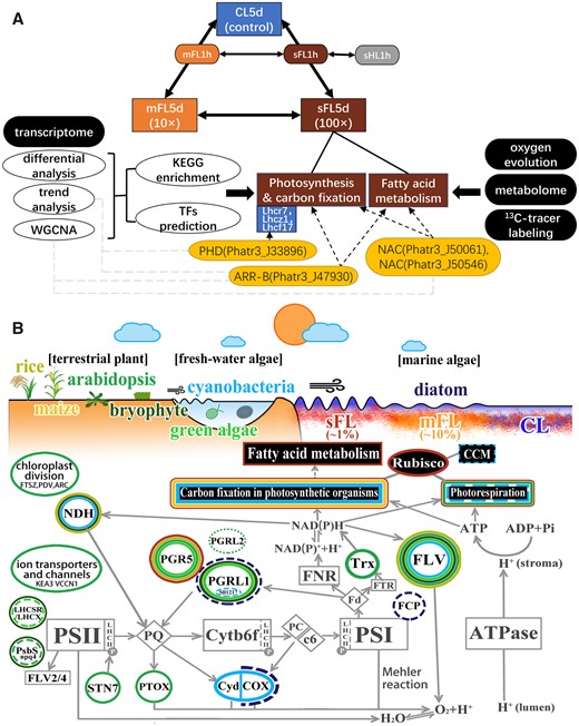 Acclimation in photosynthetic organisms to light fluctuation. A, Route of treatments, methods, transcriptional and metabolic responses to severe light fluctuation and potential important TFs in P. tricornutum characterized in this work. Solid arrows link TFs and their known binding target genes. Dashed arrows link TFs and genes in the same WGCNA module. B, Schematic of adaptive plasticity to habitat light fields in terrestrial, freshwater, to marine photosynthetic organisms. The white ellipses with colorful edges depict crucial proteins responding to light fluctuation, including FLV (Allahverdiyeva et al., 2013; Gerotto et al., 2016; Yamamoto et al., 2016; Chaux et al., 2017; Jokel et al., 2018; Storti et al., 2018, 2020; Wada et al., 2018), PGR5 (Suorsa et al., 2012; 2013; Yamamoto et al., 2016; Yamori et al., 2016; Jokel et al., 2018; Yamamoto and Shikanai, 2019; ZHou et al., 2021), PGRL1 (Storti et al., 2018; Zhou et al., 2020), PGRL1-like protein Sll1217 (Dann and Leister, 2019), PGRL2 (Ruhle et al., 2021), STN7 (Tikkanen et al., 2010; Grieco et al., 2012), THIOREDOXINS (Nikkanen, 2018; Hou et al., 2021), plastidial terminal oxidase (Nawrocki et al., 2019), the respiratory terminal oxidases (Cyd: cytochrome bd-type quinol oxidase; Cox: aa3-type cytochrome c oxidase) (Lea-Smith et al., 2013; Grouneva et al., 2016), NDH (Yamori et al., 2016; Acuna et al., 2018; Storti et al., 2020), FCP (Tanabe et al., 2020), LHXSR (Gao et al., 2021), npq-mutants lacking LHCX1 (Bellan et al., 2020), or PSBS (Grieco et al., 2012; Gao et al., 2021), ion transporters and channels (Armbruster et al., 2014, 2016; Li et al., 2021), and chloroplast division proteins (Dutta et al., 2017). Black rectangles with colorful edges depict pathways influenced by light fluctuation enriched in proteomes of cyanobacteria (Mustila et al., 2021), chloroplast in diatom (Grouneva et al., 2016), and transcriptomes of cyanobacteria (Mustila et al., 2016; Riediger et al., 2019; Mustila et al., 2021), Arabidopsis (Jarvi et al., 2016; Schneider et al., 2019), tomato (Zhang et al., 2020), maize (Qu et al., 2021), and diatoms (this study). Dashed outline represents an ambiguous function under fluctuating light. White rectangles with gray edges represent key proteins or complex in the electron transport chain. The color of the edge corresponds to the color of the species name or treatment in this work. CL: constant light condition (80 μmol m−2 s−1); mFL: mildly fluctuating light condition (80–800 μmol m−2 s−1); sFL: severely fluctuating light condition (20–2,000 μmol m−2 s−1).