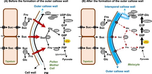 A proposed model of cPGI function in Arabidopsis microsporogenesis. Sucrose (Suc), the main transported form of photosynthate from the source, can be unloaded and transported apoplastically or symplastically (through plasmodesmata) to the fast-growing sink in young anthers, the tapetum and PMCs. Suc can be imported directly into a PMC or be converted into Glc and Fru by cell-wall invertase (cw-INV) at the apoplast, and then those sugars can be taken up by sink-specific sugar transporters (solid black circle) at the plasma membrane. The hexoses in the cytosol, either imported or from Suc hydrolysis by cytosolic INV (INV), are then phosphorylated by hexokinase (HXK) or fructokinase (FRK) into G6P and F6P to enter cellular metabolism. Male meiosis is accompanied by the deposition of callose in between the primary cell wall and plasma membrane of the PMC (becoming an outer callose wall-encased meiocyte), and is complete after the formation of the intersporal callose wall to separate the four haploid daughter nuclei (forming a tetrad microspore). Callose (β-1,3-glucan) is synthesized by callose synthases (CalS) using the glucose residue of UDP-glucose (UDP-Glc), which is mainly derived from the G6P–G1P route. The formation of the outer callose wall may block the symplastic route of sugar diffusion between tapetum and meiocyte (as well as between two meiocytes), and thus sugar import into a meiocyte becomes relatively restricted. Such limitation of available sugars in a meiocyte makes the cPGI-dependent carbohydrate partition indispensable for efficiently metabolizing the F6P–G6P conversion toward the high demand of UDP-Glc synthesis for the formation of intersporal callose wall at the final step of completing male meiosis. cPGM, cytosolic phosphoglucomutase; UGPase, UDP-glucose pyrophosphorylase.
