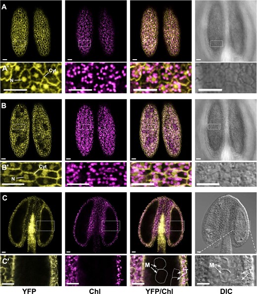 Subcellular localization and distribution of cPGI-YFP fusion proteins in developing anthers of the partially complemented p35S::cPGI-YFP cpgi-3(−/−) plants. A,B, Optical sections of confocal microscopy focusing on the layer of the epidermis (A) and of endothecium (B) of the same anther dissected from a 1.2-mm floral bud (corresponding to the late binucleate pollen stage in WT plants) of a sterile p35S::cPGI-YFP cpgi-3(−/−) plant. Dual localization in the nucleus (N) and cytoplasm (Cyt) was observed in those cells expressing p35S::cPGI-YFP (Aʹ and Bʹ). C, A longitudinally optical section focusing on the locular space of an anther dissected from another 0.5-mm bud (corresponding to the meiosis pollen stage in WT plants). Note the YFP signals were detected in the epidermis, endothecium, and connecting tissues of the anther, where those cells contained differentiated chloroplasts; while the signals were undetectable in the tapetal cells (T) and the callose wall-encased meiocytes (M), in which do not contain differentiated chloroplasts (Cʹ). Parts from left to right respectively show the channel of yellow fluorescent protein (YFP), chlorophyll autofluorescence (Chl), the merged (YFP/Chl), and DIC. Bars = 20 µm.