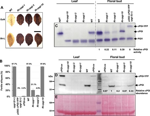 Evaluation of cPGI repression and fertility in Ri-cpgi, cPGI-co, and p35S::cPGI-YFP cpgi-3(−/−) lines. A, Starch-excess phenotypes in Ri-cpgi lines. Mature, unshaded leaves were harvested at the end of night (EoN) or 8 h into light (8h-L) from 5-week-old plants grown under a 16-h light/8-h dark regime for iodine staining for starch content. Bar = 1 cm. B, The fertility of the indicated plants was evaluated by calculating the percentage of elongated siliques (seed-containing) over the total siliques scored. The percentage mean ± se is plotted, and the percentage mean of each line is indicated (plant n = 3–8). C, Soluble proteins extracted from rosette leaves and inflorescence apices (floral buds in various sizes) of the same plants as indicated were subjected to nondenaturing polyacrylamide gel electrophoresis for the in-gel PGI activity assay. The PGI enzyme activity was shown as a purple band of formazan precipitation on the gel. The activity of plastidial PGI1, endogenous cPGI, and the cPGI-YFP fusion protein was as indicated. D, Immunoblotting assay using the primary antibodies against cPGI. E, After immunoblotting, to show the abundance of loaded proteins, the blot was stained with Ponceau S, showing the major protein band of Rubisco large subunit as a reference; the same blot region is shown as in (D). The molecular mass of protein markers (M) is indicated in kDa at the left. Relative cPGI enzyme activity (C) or cPGI protein abundance (D) to that of WT levels in floral buds was evaluated by ImageJ quantification.
