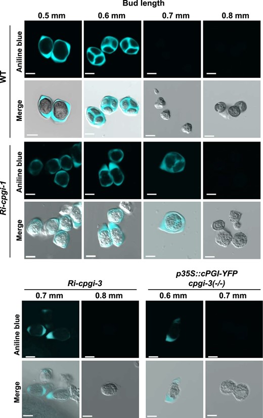 Impaired formation of intersporal callose walls during microsporogenesis in Ri-cpgi-1, Ri-cpgi-3, and p35S::cPGI-YFP cpgi-3(−/−) plants. Developing pollen isolated from the aniline blue-stained anthers (Supplemental Figure S6) of the indicated length of floral buds was inspected using confocal microscopy. The aniline blue-callose fluorescence is artificially colored in cyan (top), and the image merged with the DIC channel is shown in the bottom. Bars = 10 µm.