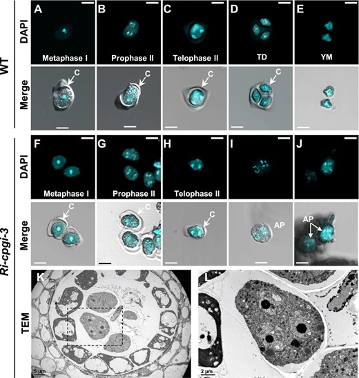 Incomplete cytokinesis of male meiosis in the Ri-cpgi-3 mutants. A–J, Using DAPI staining to visualize the chromosomal morphology in callose wall encased (indicated as “C” in images) meiocytes, tetrad microspores (TD), or in YM (released from the tetrads after callose dissolution) in WT plants (A–E) and the corresponding processes in the Ri-cpgi-3 plants (F–J) by confocal microscopy. Shown are representative micrographs of the DAPI channel (top in A–J) and the merged channels of DAPI and differential interference contrast (bottom in A–J). Meiotic stages were determined from the DAPI-stained morphology. Note the pollen shown in (A–C) from different 0.5-mm buds, (D) from 0.6-mm buds, and (E) from 0.7-mm buds of WT plants; while those shown in (F–H) were from 0.6-mm to 0.7-mm buds of Ri-cpgi-3 plants. Abnormal pollen (AP) found in 0.8-mm buds of Ri-cpgi-3 plants resembled a meiocyte undergoing anaphase II (I) or telophase II (J) but whose outer callose wall was dissolved before forming a tetrad, indicating incomplete microsporogenesis. (K–L) TEM analysis of a cross-section of an anther from another 0.8-mm bud of Ri-cpgi-3. The indicated area of a multinucleate microspore in (K) is enlarged in (L). Scale bars in (A) to (J) are 10 µm; in (K) and (L) are 5 µm and 2 µm, respectively.