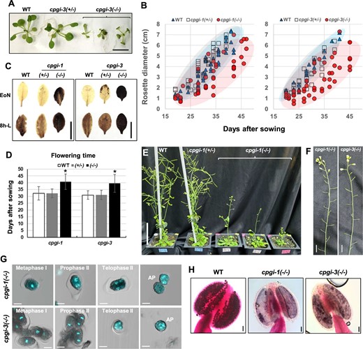 Phenotypes of the rescued cpgi knockout mutants. A, Seeds harvested from the sugar-fed siliques of cpgi(+/−) plants were planted on half-strength Murashige and Skoog media containing 0.5% Suc for screening for cpgi(−/−) mutants. Here, as indicated, five representative 25-day-old siblings were photographed before the genotypic identification of cpgi-3 zygosity, showing a diminished young vegetative growth in cpgi-3(−/−) plants. Bar = 1 cm. B, After transferring the seedlings from plate to soil, rosette diameter (cm) of the individual plant was scored through time and plotted to demonstrate vegetative growth of WT, cpgi(+/−), and cpgi(−/−) plants. C, Iodine staining for starch content in leaves. The cpgi-1(−/−) and cpgi-3(−/−) plants exhibited starch-excess phenotypes. Bars = 1 cm. D, Flowering time of WT, cpgi(+/−), and cpgi(−/−) plants. Day after sowing mean ± sd is shown (n = 10–18). *Significantly different from WT (t test; P < 0.001). E, Representative plants were photographed 45 days after sowing to demonstrate late flowering in cpgi-1(−/−) plants. Bar = 5 cm. F, All the cpgi-1(−/−) and cpgi-3(−/−) plants were completely sterile and representative inflorescence stems are shown. Bars = 1 cm. G, DAPI staining to demonstrate the impaired progression of microsporogenesis in cpgi-1(−/−) and cpgi-3(−/−) plants, which was similar to the phenotypes of defective formation of intersporal callose wall observed in Ri-cpgi-3 (Figure 6). Merged confocal micrographs (DAPI/DIC) are shown. Meiotic stages were determined from the DAPI-stained morphology. Abnormal pollen (AP) looked like the outer callose wall-dissolved meiocytes. Bars = 10 μm. H, Alexander staining for pollen viability. Bars = 50 μm.