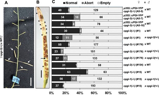 Loss of cPGI greatly impaired female fertility. A, Resulting siliques (arrowhead indicated) from manually pollinating a cpgi-3(−/−) plant with pollen grains from WT plants. Bar = 1 cm. B, Mature siliques were opened to score the seed setting from the manual pollinations. An opened silique from the cpgi-3(−/−) (#176) × WT is shown as a representative. The aborted seeds (arrow) and the empty spots (asterisks) are indicated. Bar = 1 mm. C, Quantification data of detailed numbers of each type of seed scored from the resulting siliques of the indicated manual pollinations are plotted in a 100% stacked bar chart.