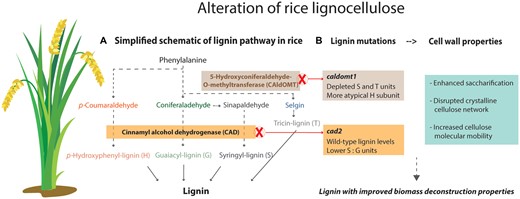Lignin manipulation strategies to improve plant biomass deconstruction characteristics. A, Simplified scheme of the phenylpropanoid pathway for lignin production in rice. B, Lignin mutants show enhanced saccharification efficiency and alterations in the supramolecular structure of cell wall. caldomt1 shows depletion of S and T units and augmentation of 5H units; cad2 mutants show reduced incorporation of canonical monolignols and augmentation of hydroxycinnamaldehydes units into the lignin polymer. Both mutants show disruption to their crystalline cellulose network. caldomt1 in particular shows a prominent increase in cellulose molecular mobility suggestive of a loosened lignocellulose. Both strategies result in improved biomass processability. Figure created with Illustrator.