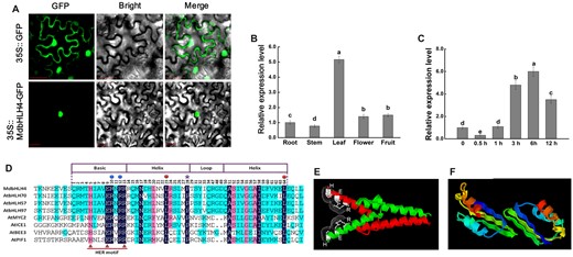 Protein characteristics and expression analysis of MdbHLH4. A, Subcellular localization of MdbHLH4-GFP in N. benthamiana leaves. Bars = 30 μm. B, Relative expression levels of MdbHLH4 in different apple tissues. C, Expression analysis of MdbHLH4 in apple leaves under cold treatment. Different letters in B and C represent significant differences based on one-way ANOVA and Duncan’s test (P < 0.05). Error bars indicate the SD of three biological replicates. D, Sequence alignment of the bHLH domain of MdbHLH4 and bHLH proteins in Arabidopsis. Rectangular boxes represent the bHLH domain. Triangles indicate the HER motif. Dots and stars represent highly conserved amino acids (R10, R12, L23, L64, and P28) in the bHLH family. E and F, The 3D structure diagram of the dimer formed by the bHLH domain (E) or the C-terminal domain (F) of MdbHLH4.