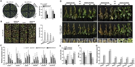 Functional characterization of MdbHLH4 in regulating cold tolerance in transgenic Arabidopsis and apple plants. A, Growth phenotype and survival rate of Arabidopsis seedlings after cold treatment. NA, without cold acclimation; CA, with cold acclimation (4°C for 12 h). Scale bars, 1 cm. B, The growth phenotype and survival rate of Arabidopsis plants (3 weeks old) after cold treatment. Scale bar, 2 cm. C, Expression analysis of COR genes in Arabidopsis under cold treatment. D–F, Freezing phenotype (D), survival rate (E), and leaf REL (F) of WT and MdbHLH4 transgenic apple plants under cold treatment. Scale bars, 9 cm. G, Expression analysis of COR genes in apple plants. Error bars indicate the SD of three biological replicates in all graphs. Bars labeled with * in each panel are significantly different from the Col-0 in C and WT in G (P < 0.05, Student’s t test). Different letters in A, B, E, F, and G indicate significant differences at P < 0.05 based on one-way ANOVA and Duncan’s tests.