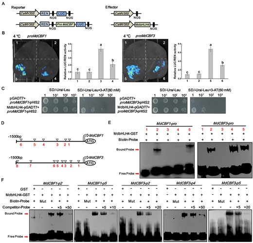 MdbHLH4 directly represses MdCBF1/3 expression under cold stress. A, Schematic diagram of the constructed reporter and effector vectors. B, Fluorescence observations and relative LUC/REN activity measurements in dual-LUC assays. The relative LUC/REN value is the average of three biological replicates, with each replicate containing three N. benthamiana plants. Error bars indicate the sd of three biological replicates. 1, empty reporter and effector; 2, empty reporter+35S::MdbHLH4; 3, proMdCBF1::LUC+empty effector; 4, proMdCBF1::LUC+35S::MdbHLH4; 5, proMdCBF3::LUC+empty effector; and 6, proMdCBF3::LUC+35S::MdbHLH4. C, Identification of the promoter-binding ability of MdbHLH4 on the promoters of MdCBF1/3 by Y1H assays. D, Diagram of the potential MdbHLH4-binding sites within the MdCBF1/3 promoters. E, EMSAs showing the binding of MdbHLH4 to the MdCBF1/3 promoters. Numbers indicate the potential binding sites in D. F, Verification of the binding specificity of MdbHLH4 by competing EMSAs. Competitor, probes without biotin labeling. Mut, mutant probes with core sequences within E-box altered. 5×, 10×, and 50× represent the rates of competitor probes. Sequences of different probes are provided in Supplemental Table S1.