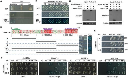 MdbHLH4 interacts with MdICE1L/MdICE1. A, Identification of the self-activation activity of full-length and truncated MdbHLH4 (MdbHLH4-N55) based on Y2H assays. B and C, Protein interaction identification between MdbHLH4 and MdICE1L/MdICE1 by Y2H (B) and Co-IP (C) assays. D, Prediction of the effects of point mutations, functional region division, and self-activation activity identification of different regions of MdbHLH4. Detailed results of the effects of point mutations are provided in Supplemental Figure S7. E, Identification of crucial regions for the MdbHLH4–MdICE1L/MdICE1 interaction in MdbHLH4. AD, pGAD424 and BD, pGBT9. F, Identification of crucial regions for the MdbHLH4–MdICE1L/MdICE1 interaction in MdICE1L/MdICE1. AD, pGADT7; BD, pGBKT7; DDO, SD medium without leucine and tryptophan; and QDO, SD medium without leucine, tryptophan, histidine, and adenine.
