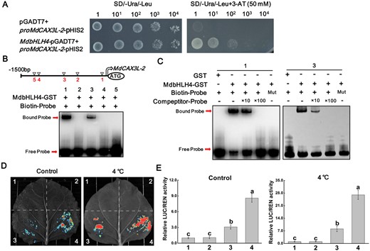 MdbHLH4 directly binds to the promoter of MdCAX3L-2 and activates its expression. A, Y1H assays showing the interaction between MdbHLH4 and the MdCAX3L-2 promoter. B, EMSAs showing that MdbHLH4 directly binds to the MdCAX3L-2 promoter. Putative binding sites in the MdCAX3L-2 promoter are shown in the schematic diagram. C, Identification of MdbHLH4-binding specificity to sites 1 and 3 in B by competing EMSAs. Sequences of different probes can be found in Supplemental Table S1. D and E, Dual-LUC assays showing the transcriptional activation activity of MdbHLH4 on the MdCAX3L-2 promoter in N. benthamiana. 1, empty reporter and effector; 2, empty reporter + 35S::MdbHLH4; 3, proMdCAX3L-2::LUC + empty effector; and 4, proMdCAX3L-2::LUC + 35S::MdbHLH4. Error bars indicate the sd of three biological replicates. Different letters represent significant differences based on one-way ANOVA and Duncan’s tests (P < 0.05).