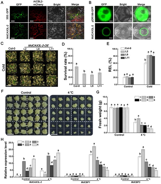 MdCAX3L-2 enhances the negative effect of MdbHLH4 on cold tolerance. A and B, Localization of MdCAX3L-2 protein in N. benthamiana epidermal cells (A) and yeast cells (B). AtCBL2-mCherry was used as a tonoplast location marker. GFP protein was used as a control. Scale bars, 30 μm in A and 3 μm in B. C–E, OE of MdCAX3L-2 reduced Arabidopsis cold tolerance. Growth phenotype (C), survival rate (D), and REL (E) of WT and MdCAX3L-2 transgenic Arabidopsis seedlings (1-mouth-old) after cold treatment. Scale bar, 4 cm. F, MdbHLH4 increased the sensitivity of MdCAX3L-2-OE transgenic apple calli to cold stress. 1, WT; 2, MdCAX3L-2-RNAi; 3, MdCAX3L-2-Flag; 4, MdbHLH4-GFP; 5, proMdCAX3L-2::MdCAX3L-2-Flag + MdbHLH4-GFP; and 6, MdCAX3L-2-Flag+MdbHLH4-GFP. Bars represent 1 cm. G, Fresh weight of calli in F. H, Expression analysis of MdCAX3L-2 and MdCBF1/3 in WT and transgenic apple calli in F. Apple calli treated at 4°C for 3 h were harvested for RT-qPCR analysis. Error bars indicate the sd of three biological replicates in all graphs. Different letters in D, E, G, and H represent significant differences based on one-way ANOVA and Duncan’s tests (P < 0.05).