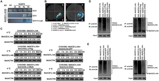 MdbHLH4 and MdCAX3L-2 promote the cold-induced ubiquitination and degradation of MdICE1L. A, Identification of the MdICE1L-MdMPK6a/b interaction using Y2H assays. B, Identification of the MdICE1L–MdMPK6a/b interaction through split-LUC assays. C, MdCAX3L-2 and MdbHLH4 promoted the cold-induced degradation of MdICE1L protein. The protein levels of MdICE1L-HA in transgenic calli (incubated with CHX) were detected at specified time points under 4°C treatment with the anti-HA antibody. Apple calli treated with CHX plus MG132 were sampled at 9 h of cold treatment. Numbers under the upper panel represent the band intensity, which was determined using ImageJ software. D and E, OE of either MdCAX3L-2 (D) or MdbHLH4 (E) promotes the ubiquitination of MdICE1L under cold stress. The ubiquitination level of MdICE1L-HA was detected using anti-ubiquitin (left) and anti-HA (right) antibodies.