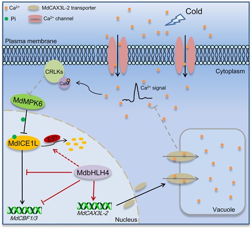 A working model showing the roles of MdbHLH4 in cold stress signaling. When plants are exposed to cold stress, MdICE1L is activated rapidly, and the expression of MdCBF1/3 is initiated, a process that as least partially depends on cold-induced Ca2+ signaling. Subsequently, cold signaling activates the expression of MdbHLH4. The accumulated MdbHLH4 protein directly inhibits MdCBF1/3 expression by binding to their promoters. MdbHLH4 also inhibits their expression by inhibiting the promoter-binding activity of MdICE1L through the MdbHLH4–MdICE1L interaction. Besides, MdbHLH4 activates the expression of MdCAX3L-2 to promote the compartmentalization of cytosolic Ca2+ into vacuoles and thus attenuate the cold-induced Ca2+ signature. This reduces the cold-induced expression of CBF and COR genes and thus plant cold tolerance. This also leads to the enhanced ubiquitination and degradation of MdICE1L in response to cold, a process that may be related to MdMPK6a/b in apple.