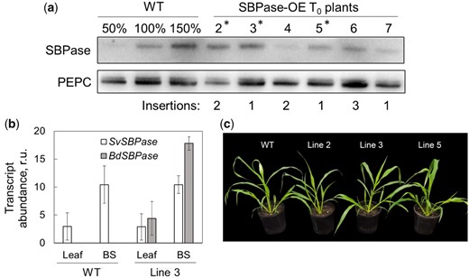 Selection of S. viridis plants overexpressing SBPase (SBPase-OE). A, Immunoblots of SBPase and PEPC (phosphoenolpyruvate carboxylase) in wild-type (WT) S. viridis and 6 T0 plants transformed with SBPase from B. distachion (BdSBPase) under the control of the bundle sheath cell-preferential promoter. The hpt copy numbers estimated by digital PCR suggesting the insertion numbers and the BdSBPase copy numbers are also shown. Asterisks indicate the plants whoose progenies were used in further experiments. B, Transcript abundance of S. viridis SBPase (SvSBPase) and BdSBPase in whole leaf tissue and isolated bundle sheath strands (BS) shows bundle sheath-preferential localization of the native gene and transgene transcripts. Mean ± Se, n = 3 biological replicates; r.u., relative units. C, Phenotype of homozygous plants of the three independent transgenic lines.