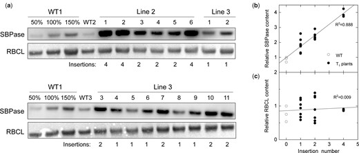Analysis of S. viridis plants overexpressing SBPase. A, Immunodetection of SBPase and RBCL (ribulose-1,5-bisphosphate carboxylase/oxygenase large subunit) in leaf protein samples from wild-type (WT) plants and the T1 progeny of transgenic lines 2 and 3. Samples were loaded on a leaf area basis, and the titration series of the WT1 sample was used for relative quantification. Insertion number indicates hpt copy number estimated by digital PCR. B and C, Relative SBPase and RBCL content as a function of insertion number (data taken from A).