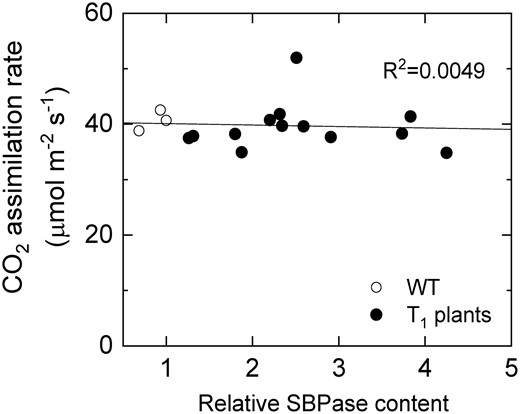 Saturating CO2 asimilation rate as a function of relative SBPase content in leaves of wild-type (WT) S. viridis and T1 progeny of lines 2 and 3 overexpressing SBPase. Measurements were made at an ambient CO2 partial pressure of 400 µbar, an irradiance of 1,500 µmol m−2 s−1 and a leaf temperature of 28°C.