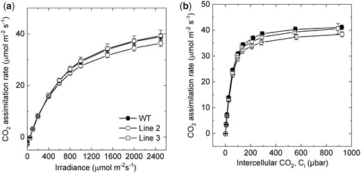 Gas exchange properties of wild-type (WT) S. viridis and transgenic plants overexpressing SBPase. A, CO2 assimilation rate as a function of intercellular CO2 partial pressure. Measurements were made at an irradiance of 1,500 µmol m−2 s−1 and a leaf temperature of 28°C. B, CO2 assimilation rate as a function of irradiance. Measurements were made at an ambient CO2 partial pressure of 400 µbar and a leaf temperature of 28°C. All measurements were made on the T1 progeny of lines 2 and 3. Average relative abundance of SBPase per leaf area, calculated from the immunoblots in Figure 2, was significantly increased in line 2 (3.2 times, P = 0.002, t test) and in line 3 (2.0 times, P = 0.001, t test), relative to WT. Mean ± Se, n = 3 biological replicates. No significant differences in CO2 assimilation rates were found between transgenic and WT plants (P < 0.05, t test).