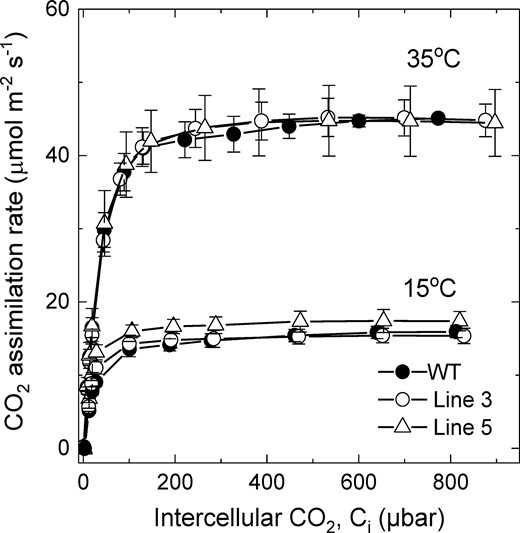 CO2 assimilation rate as a function of intercellular CO2 partial pressure at different temperatures in wild-type (WT) S. viridis and transgenic plants overexpressing SBPase. Measurements were made on the T2 progeny of lines 3 and 5 at an irradiance of 1,500 µmol m−2 s−1 and a leaf temperature of 35°C or 15°C. Average relative abundance of SBPase per leaf area, calculated from the immunoblots in Supplemental Figure S1, was increased two times in line 3 and 1.5 times in line 5, relative to the WT. Mean ± Se, n = 3 biological replicates. Details of statistical analysis of CO2 assimilation rates between transgenic and WT plants are provided in the results (P < 0.05, t test).