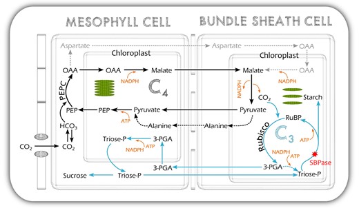 Schematic of the NADP-ME C4 photosynthetic pathway of S. viridis showing the location of SBPase in the pathway. C3, the Calvin–Benson–Bassham cycle, blue arrows; C4, the C4 cycle, black arrows; PEP, phosphoenolpyruvate; PEPC, PEP carboxylase; OAA, oxaloacetate; RuBP, ribulose-1,5-bisphosphate; Rubisco, RuBP carboxylase/oxygenase; 3-PGA, glycerate-3-phosphate; triose-P, triose phosphate.