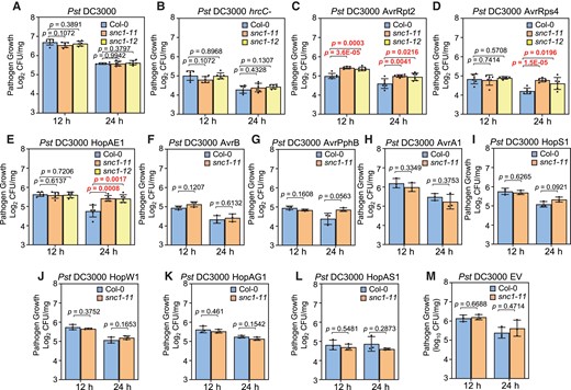 The loss of function mutants of SNC1 are more susceptible to avirulent strains of Pst DC3000. Growth of Pst DC3000 (A), Pst DC3000 hrcC- (B), Pst DC3000 carrying effectors (C-L) or empty vector (M) in Col-0, snc1-11 and snc1-12 plants at three days post-infection. Plants were grown under 12-h light or 24-h light conditions. Error bars represent Sd of six biological replicates for (A–E) or three biological replicates for (F–M). Significant differences were tested by Student’s t-test. P values < 0.05 were highlighted.