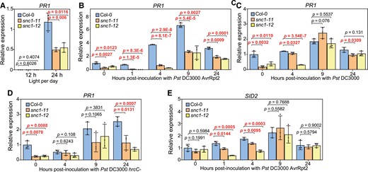 Induction of defense genes by pathogen strains of Pst DC3000 is reduced in the SNC1 loss of function mutants. A, Analysis of gene expression of PR1 in two-week-old Col-0, snc1-11, and snc1-12 plants grown under 12-h light (12 h) or 24-h light (24 h) conditions. B–D, Analysis of gene expression of PR1 in Col-0, snc1-11 and snc1-12 plants inoculated with Pst DC3000 AvrRpt2 (B), Pst DC3000 (C) or Pst DC3000 hrcC- (D) at the indicated time points. E, Analysis of gene expression of SID2 in Col-0, snc1-11 and snc1-12 plants inoculated with Pst DC3000 AvrRpt2 at the indicated time points. Two-week-old plants grown under constant light were used. Error bars represent Sd of three biological replicates. Significant differences were tested by Student’s t-test and the P values <0.05 were highlighted.