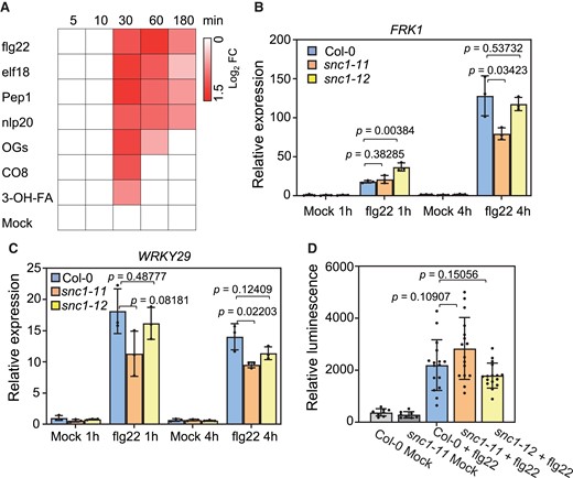 PTI responses to flg22 were not significantly altered by the loss of SNC1 function. A, Induction of SNC1 gene expression by different immunity triggering patterns at the indicated time points. Data were extracted from Bjornson et al., 2021 B and C, Analysis of gene expression of FRK1 (B) and WRKY29 (C) in Col-0, snc1-11 and snc1-12 plants treated with 1 μM flg22 at the indicated time point. D, Analysis of flg22 triggered ROS production in Col-0, snc1-11 and snc1-12 plants. Relative luminescence was quantified at 14 min post-treatment. Error bars represent Sd of three biological replicates for (B-C) and eight or sixteen biological replicates for (D). The P values of Student’s t-test for significant differences are indicated.
