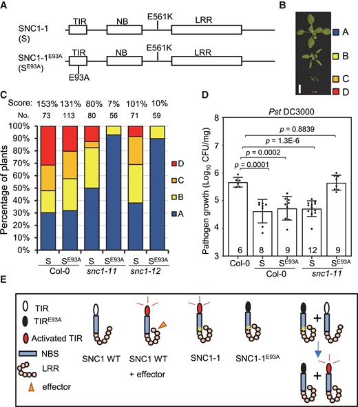 The NADase catalytic residue of SNC1 is required for autoimmunity from SNC1-1. A, Schematic diagram of TIR, NBS and LRR domains of SNC1 and the position of the E561K (SNC1-1 or S) and E93A (SNC1-1E93A, or SE93A) mutations in SNC1 protein. B, Representative phenotypes of three-week-old T1 plants containing the pSNC1:SNC1-1:GFP (S) or pSNC1:SNC1-1-E93A:GFP (SE93A) transgene. They are grouped into A, B, C and D. Scale bar, 1 cm. C, Distribution of four groups of phenotypes (as defined in B) in T1 plants with S or SE93A transgenes in Col-0, snc1-11 and snc1-12. The number (No.) of total T1 plants for each genotype is shown above the bar. The growth inhibition score (score) as defined by (0×A% + 1×B% + 2×C% + 3×D%) for each genotype is shown on the top. D, Growth of Pst DC3000 in Col-0, the S and SE93A transgenic plants in Col-0 and snc1-11 backgrounds at three days post-infection. Data are presented as mean ± Sd. The number of Col-0 plants or independent lines of transgenic plants that were used in the assay are indicated inside the bar. Significant differences were tested by Student’s t-test, and the P values were provided. E, Schematic diagram of immune signaling through the SNC1 TIR enzymatic function. Under nonpathogenic condition, SNC1 WT is in a resting state and there is no immune signaling. Pathogen effectors or the SNC1-1 mutation activate SNC1 TIR enzymatic function (likely through protein conformation changes) and induce signaling. The E93A mutation in the TIR domain abolishes the TIR enzymatic function, and SNC1-1E93A cannot induce signaling. However, SNC1-1E93A and SNC1 WT together induce signaling likely through their protein–protein interaction.