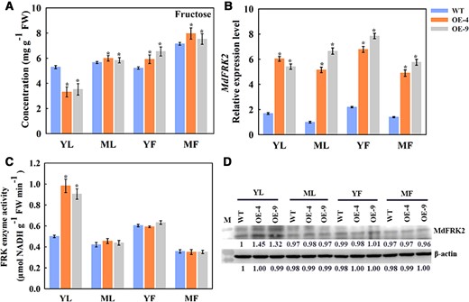 Levels of fructose, MdFRK2 transcript, FRK enzyme activity, and MdFRK2 protein in the YL, ML, YF (40 days after bloom), and MF (130 days after bloom) of WT and transgenic apple overexpressing MdFRK2 (OE-4 and OE-9). (A) Concentration of fructose in the YL, ML, YF, and MF of the WT and transgenic lines. (B) MdFRK2 expression levels in the YL, ML, YF, and MF of WT and transgenic apple trees were measured via RT-qPCR. The transcript levels were normalized to those of MdActin. The relative expression level for MdFRK2 was obtained via the 2−ΔΔCT method, setting its expression in ML-WT as 1. (C) Activity of FRK enzyme in the YL, ML, YF, and MF of WT and MdFRK2-OE lines. (D) The abundance of MdFRK2 protein in the YL, ML, YF, and MF of WT and transgenic OE lines. The MdFRK2 protein level was detected by western blotting using anti-MdFRK2 antibodies. The number below each protein band indicates the relative protein abundance measured using density scanning, with that from WT of YL set as 1. M: protein marker. β-Actin was used as the reference protein. Bars represent the mean value ± Se (n ≥ 3). The asterisks in A, B, and C indicate significant differences based on independent t tests (*P < 0.05).