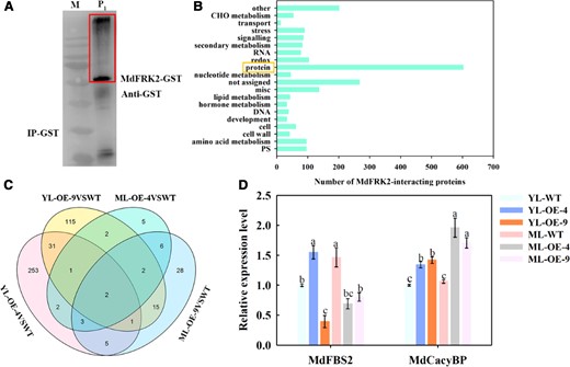 Identification of MdFRK2-interacting proteins by IP–MS. (A) M, marker. P1, total proteins were extracted from ML of MdFRK2-OE transgenic apple plants and incubated with purified MdFRK2-GST protein for 2 h. The protein complexes were immunoprecipitated with anti-GST agarose beads. The immunoprecipitated proteins (red box) were analyzed by liquid chromatography–tandem mass spectrometry (LC–MS/MS). (B) Functional category enrichment of the MdFRK2-interacting proteins. After annotation, 602 candidate-interacting proteins were found to relate to protein post-transcriptional modification (yellow box). PS, photosynthesis; CHO metabolism, carbohydrate metabolism. (C) Venn diagram of co-upregulated DEGs involved in the MdFRK2 post-transcriptional regulation in ML and YL of WT and MdFRK2-OE lines. Total RNA from ML and YL was extracted and subjected to RNA-sequencing (RNA-seq). For this purpose, we used FPKM and identified genes with Fold Change (∣log2 (FC)∣≥ 1.5) and FDR <0.05. Four pairwise comparisons (YL-OE-4 versus YL-WT, YL-OE-9 versus YL-WT, ML-OE-4 versus ML-WT, and ML-OE-4 versus ML-WT) from different tissues indicated a considerable number of DEGs. (D) Relative expression levels of MdFBS2 (MD05G1325400) and MdCacyBP (MD05G1283600) were measured using RT-qPCR. For RT-qPCR, the transcript levels were normalized to those of MdActin. The relative expression levels for MdFBS2 and MdCacyBP were obtained via the 2−ΔΔCT method, setting their expression in YL-WT as 1. Bars represent the mean value ± Se (n ≥ 3). Different letters indicate significant differences at P < 0.05 based on one-way ANOVA.