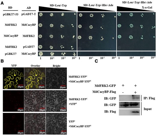 MdCacyBP interacted with MdFRK2. (A) Interaction between MdCacyBP and MdFRK2 as determined by the Y2H assay. The pGBKT7-p53 and pGADT7-T pair were used as positive controls. Pairs of BD-MdFRK2 and AD-pGADT7, and BD-pGBKT7 and AD-MdCacyBP were used as negative controls. Each colony was dissolved in 5 μL sterile NaCl and then diluted to 10−1–10−3. Yeasts were grown on SD/-Leu/-Trp, SD/-Leu/-Trp/-His/-Ade, and SD/-Leu/-Trp/-His/-Ade + X-α-gal media. (B) MdCacyBP interacted with MdFRK2 in a BiFC assay. MdFRK2 was fused to the C-terminus of yellow fluorescent protein (YFPC), and MdCacyBP was fused to the N-terminus of YFPN. Pairs of MdFRK2-YFPC + YFPN and YFPC + MdCacyBP-YFPN were used as negative controls. Different pairs of constructs were co-expressed in N. benthamiana. After 3 days, YFP fluorescence was detected by confocal microscopy. Scale bars = 20 μm. (C) Detection of the interaction between MdCacyBP and MdFRK2 proteins by Co-IP assays. MdFRK2-GFP and MdCacyBP-Flag were transiently expressed in N. benthamiana leaves. MdFRK2-GFP protein was immunoprecipitated using an anti-GFP antibody. The eluted solution was examined using an anti-Flag antibody.