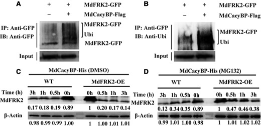 MdCacyBP mediates the ubiquitination and degradation of MdFRK2. (A, B) MdCacyBP ubiquitinated MdFRK2 in N. benthamiana leaves. MdFRK2-GFP was expressed alone or co-expressed with MdCacyBP-Flag in N. benthamiana, and proteins were extracted from N. benthamiana leaves. Immunoprecipitation was performed using anti-GFP antibody, proteins were separated by sodium dodecyl sulfate–polyacrylamide gel electrophoresis (SDS–PAGE), and the proteins were detected by western blotting using anti-GFP and anti-ubiquitin antibodies. IP, immunoprecipitate; IB, immunoblot; Ubi, ubiquitin. (C, D) Cell-free degradation assay shows that MdCacyBP promotes the degradation of MdFRK2 by the 26S proteasome. Total protein was extracted from WT and MdFRK2-OE apple leaves and incubated with MdCacyBP-His protein with 50 μM MG132 (proteasome inhibitor) or its solvent DMSO for 0, 0.5, 1, or 3 h at 22°C. The number below each protein band indicates the relative protein abundance measured using density scanning, with that from 0 h of MdFRK2-OE set as 1. M, protein marker. MdFRK2 protein level was detected by western blotting using anti-MdFRK2 antibody. β-Actin was used as the reference protein.