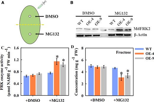MdFRK2 degradation was mediated via the 26S proteasome pathway. (A) Agroinfiltration of apple leaves. Black arrows point to sites of infiltration of MG132-containing MES buffer into subcultured ML of WT and MdFRK2-overexpressing transgenic apple, with DMSO as a control. (B) Protein levels of MdFRK2 assayed by western blotting after agroinfiltration. Three days after injection, total protein was extracted from the leaves and MdFRK2 protein level was detected by western blotting with a specific MdFRK2 antibody. β-Actin was used as the reference protein. (C) FRK enzyme activity and (D) fructose concentration were also detected from the collected samples after injection. Bars represent the mean value ± Se (n ≥ 3). Different asterisks in (C) and (D) indicate significant differences based on independent t tests (*P < 0.05).