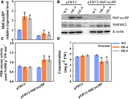 Virus-induced silencing of MdCacyBP decreased the fructose level in apple leaves. (A) MdCacyBP expression was investigated by RT-qPCR. The transcript levels were normalized to those of MdActin. The relative expression level for MdCacyBP was obtained via the 2−ΔΔCT method, setting its expression in WT leaves infiltrated with the empty vector pTRV2 as 1. (B) Abundances of MdCacyBP and MdFRK2 proteins in ML of the WT and MdFRK2-OE lines inside the injection areas 3 days after VIGS treatments. The leaf tissues at the injection region were used for protein detection. Proteins were extracted and probed with anti-MdCacyBP and anti-MdFRK2 antibodies, respectively. β-Actin was used as the reference protein. (C) FRK enzyme activity and fructose (D) measurements using three biological replicates. The empty pTRV2 vector was used as a control. Bars represent the mean value ± Se (n ≥ 3). The asterisks in A, C, and D indicate significant differences based on independent t tests (*P < 0.05).