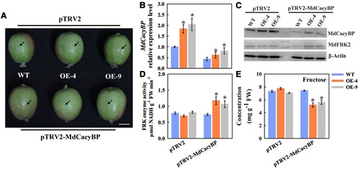 Virus-induced silencing of MdCacyBP decreased the fructose level in apple flesh. (A) Black arrows show the injection sites of Agrobacterium solution into the flesh of the WT and MdFRK2 overexpression transgenic apple at 40 days after bloom (DAB). Scale bars = 20 µm. (B) The RT-qPCR analysis of the relative expression levels of MdCacyBP around the injection sites. The transcript levels were normalized to those of MdActin. The relative expression level for MdCacyBP was obtained via the 2−ΔΔCT method, setting its expression in WT infiltrated with the empty vector pTRV2 as 1. The flesh infiltrated with an empty vector pTRV2 was used as a control. (C) Abundance of the MdCacyBP and MdFRK2 proteins in WT and MdFRK2-OE transgenic apple flesh inside the injection areas 3 days after VIGS treatments. The flesh at each injection region was used for protein detection. Proteins were extracted and probed with anti-MdCacyBP and anti-MdFRK2 antibodies, respectively. β-Actin was used as the reference protein. (D) FRK enzyme activity and (E) fructose measurements using three biological replicates. The empty pTRV2 vector was used as a control. Bars represent the mean value ± Se (n ≥ 3). The asterisks in B, D, and E indicate significant differences based on independent t tests (*P < 0.05).