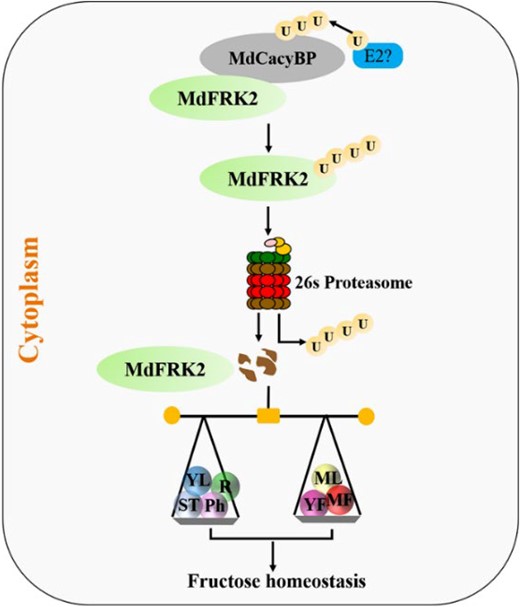 A dynamic regulatory module for the MdCacyBP–MdFRK2 regulation of fructose homeostasis in apple plants. MdCacyBP interacts with MdFRK2, promoting its degradation via the ubiquitin–proteasome pathway, which reduces the FRK enzyme activity to elevate fructose concentration and functioning as a braking mechanism for the regulation of fructose homeostasis in apple plants. U, Ubiquitin. Green ellipses indicate the MdFRK2 protein. Gray ellipses indicate the MdCacyBP protein. Different colored circles indicate the levels of fructose in seven different apple tissues. ST, shoot tips. YL, young leaves. ML, mature leaves. Ph, phloem; R, roots. YF, young fruits. MF, mature fruits. Black arrows indicate positive regulation.