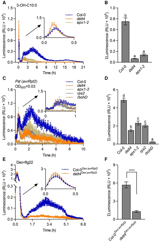 APX1 is required for the long-lasting luminol-based light signals triggered by 3-OH-C10:0 and an avirulent effector AvrRpt2. A, The delt4 and apx1-2 mutants showed reduced long-lasting ROS signals after treatment with 3-OH-C10:0 (5 μM). ROS signals were monitored for 21 h using a chemiluminescence assay with luminol as a substrate. Data are shown as the mean ± SE (n = 16). B, Total ROS signals within 1–21 h from (A). Data are shown as the mean ± SE (n = 16). Different letters above the bars indicate significant differences (P ≤ 0.05, one-way ANOVA). C, The delt4 and apx1-2 mutants showed reduced long-lasting ROS signals after treatment with Pseudomonas syringae pv. tomato (Pst) DC3000 (avrRpt2). Signals were monitored in the leaf disks for 10 h using a luminol-based chemiluminescent assay after treatment with bacteria (OD600 = 0.03). The first peak within 1 h is magnified in the upper right corner of the figure. The rps2 and rbohD mutants were used as negative controls. Data are shown as the mean ± SE (n = 9). D, Total ROS signals within 1–10 h from (C). Data are shown as the mean ± SE (n = 9). Different letters above the bars indicate significant differences between different genotypes (P ≤ 0.05, one-way ANOVA). E, The delt4Dex:avrRpt2 leaves showed reduced long-lasting ROS signals after co-treatment with dexamethasone (dex, 10 μM) and flg22 (200 nM). Signals were monitored using a luminol-based chemiluminescent assay in the leaf disks of Col-0Dex:avrRpt2 and delt4Dex:avrRpt2 transgenic plants. Data are shown as the mean ± SE (n = 18). F, Total ROS signals after 1 h from (E). Data are shown as the mean ± SE (n = 18, ****P ≤ 0.0001, t test).